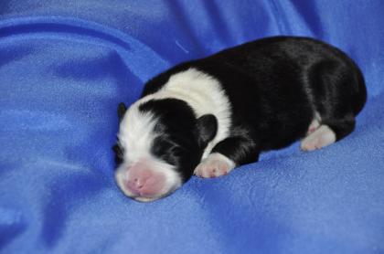 Bearded Collie Welpen suchen zu Ostern nette Familien