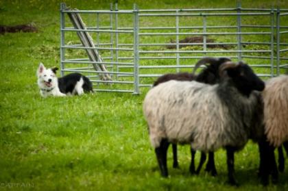 Border-Collie-Treffen am 7. Mai im Neckar-Odenwald-Kreis