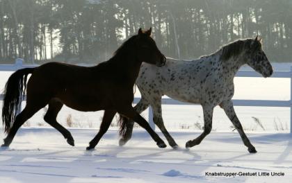 Deutsches Reitpony - Wallach - Turnierpony