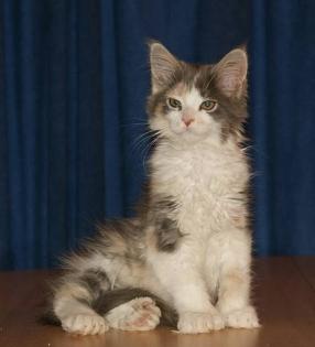 Maine Coon Babys-tapsig , verschmust und total süß
