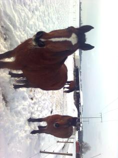 Haflinger-Hannoveraner Mix