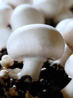 Saatgut  mycelium   pilze