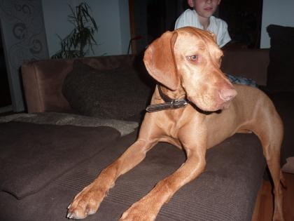 Magyar Vizsla 