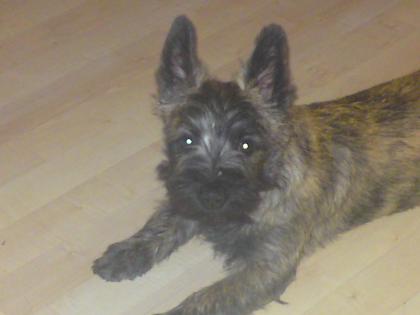 Cairn Terrier sucht eigenes zu Hause