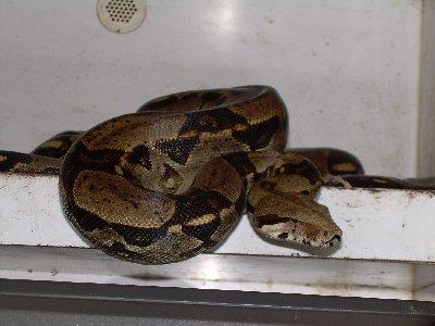Boa constrictor imperator (kolumbien) ,abgottschlange