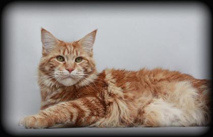 Maine Coon Katze in red