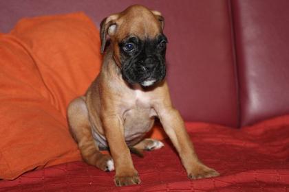 Hirschrote Boxerwelpen