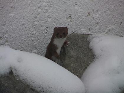 Krähen, Wiesel, Marder, Eichhörnchen in Not?