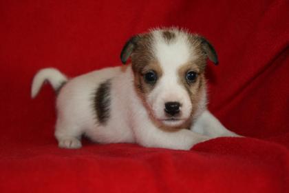 Jack   Parson  Russell Terrier Welpen