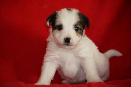 Parson Jack Russell Terrier Welpen