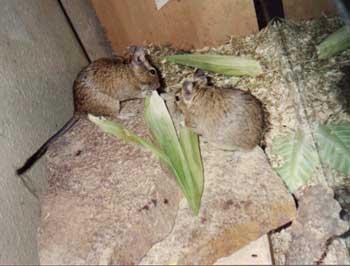 2 süße Degu s abzugeben