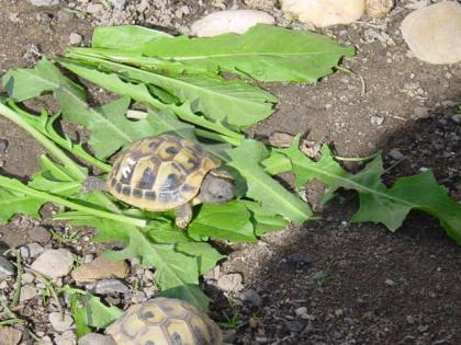 Landschildkröten Thh und Thb direkt vom privaten Züchter