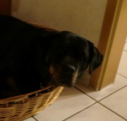 Liebevolle rottweiler hündin zu verschenken