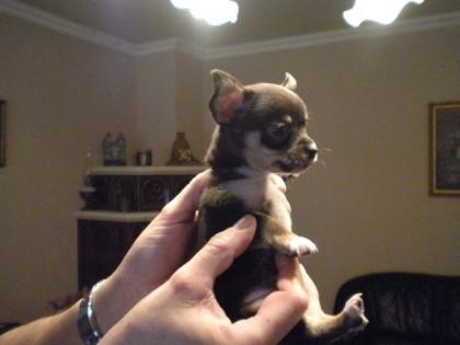 Chihuahuawelpen