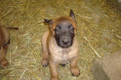 Belgische Schäferhundwelpen