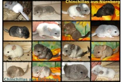 Chinchilla Jungtiere in verschiedenen Farben