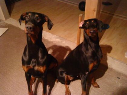 2 Wunderschönen Dobermänner abzugeben