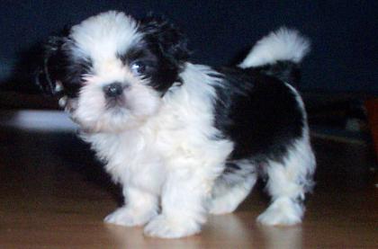 Zuckersüßer Shih Tzu Welpe