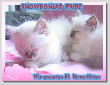 Snowdonias Pride erwartet im April heilige Birma Kitten    