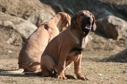 Fila Brasileiro Welpen mit Papieren aus guter Blutlinie zu verkaufen