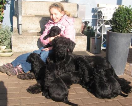 Riesenschnauzer Welpen Schwarz