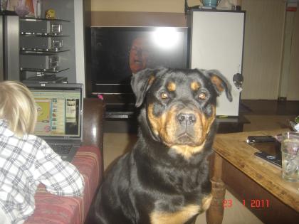 Suchen rottweilerdeckrüden