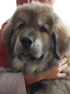 Tibet Dogge (Do Khyi) Welpen mit Stammbaum