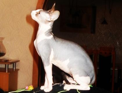 Suche Deckkater Sphynx  kanadische  