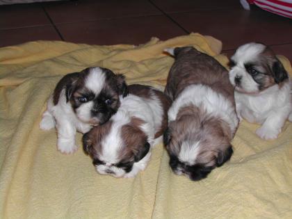 Shih-Tzu Welpen