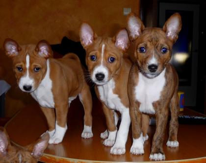 BASENJI Welpen