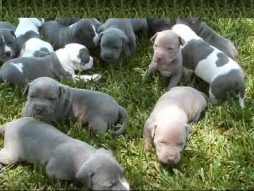  American Pit Bull Terrier