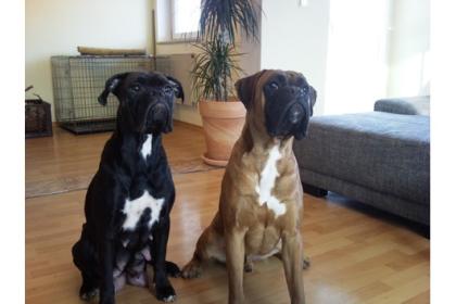 Boxerwelpen 