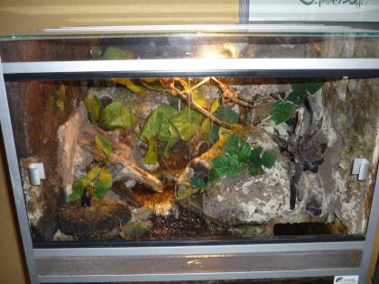 Top Terrarium 60*50*50cm Eigenausbau mit Bachlauf VIDEO ansehen