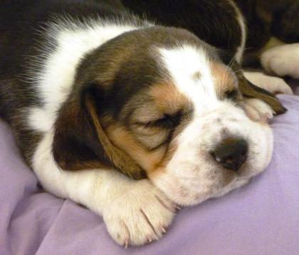 Beagle-Welpen vom seriösen VDH-Züchter