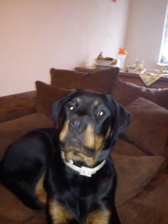 Süsse Rottweiler Dame