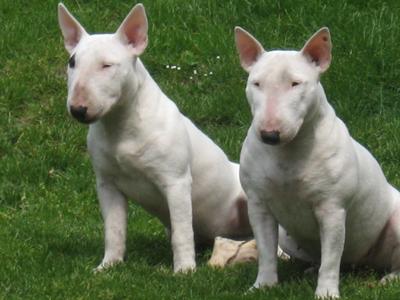 Suche Bullterrier Hündin !