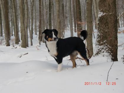 Appenzeller Sennehund 10 Monate