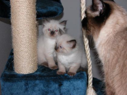 Zwei süße reinrassige Ragdollkitten