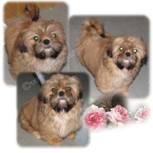 Kleinere Shih Tzu Hündin