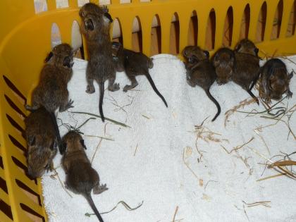 2 kleine Degu-Jungs abzugeben