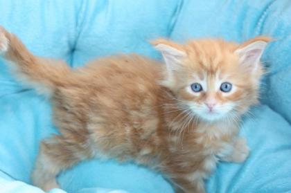 Drei Maine Coon kitten sind noch frei..