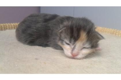 Maine Coon Kitten aus seröser Hobbyzucht