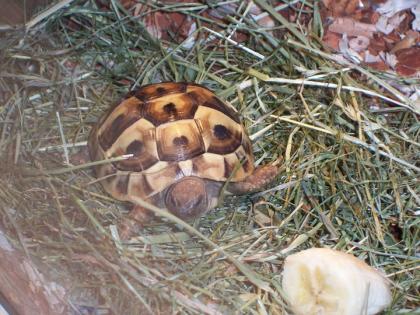 Griechische Landschildkröte zu verkaufen!