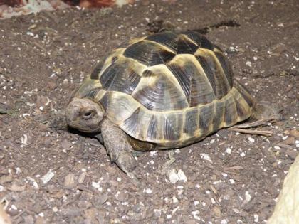 6jähriges maurisches Landschildkrötenmännchen