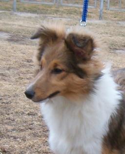 Sheltie - z/w Hündin, 7 Monate, FCI pap.