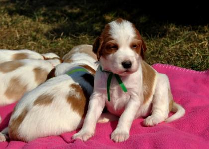 Irish Red and White Setter