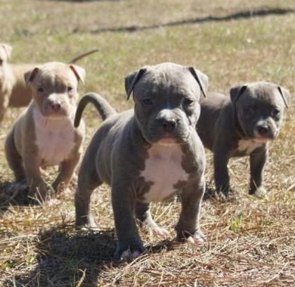 Original Reinrassiger Pitbull blue line Welpe