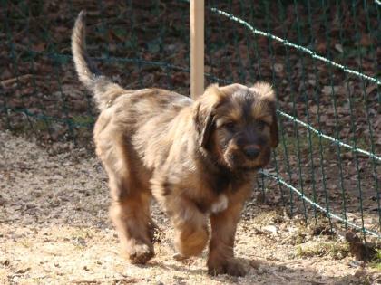 Briard-Welpen - Les filous avec esprit- in fauve