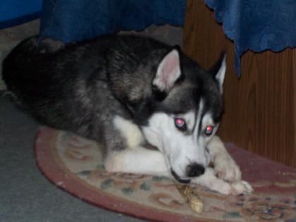 Ich suche meinen Siberian Husky namens Dämon (Demen)vom Tierheim Dillingen