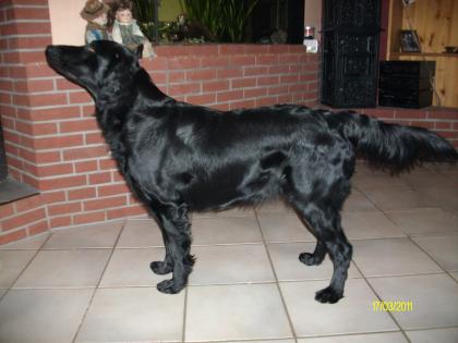 Flat coated Retriever Welpen Wurfankündigung